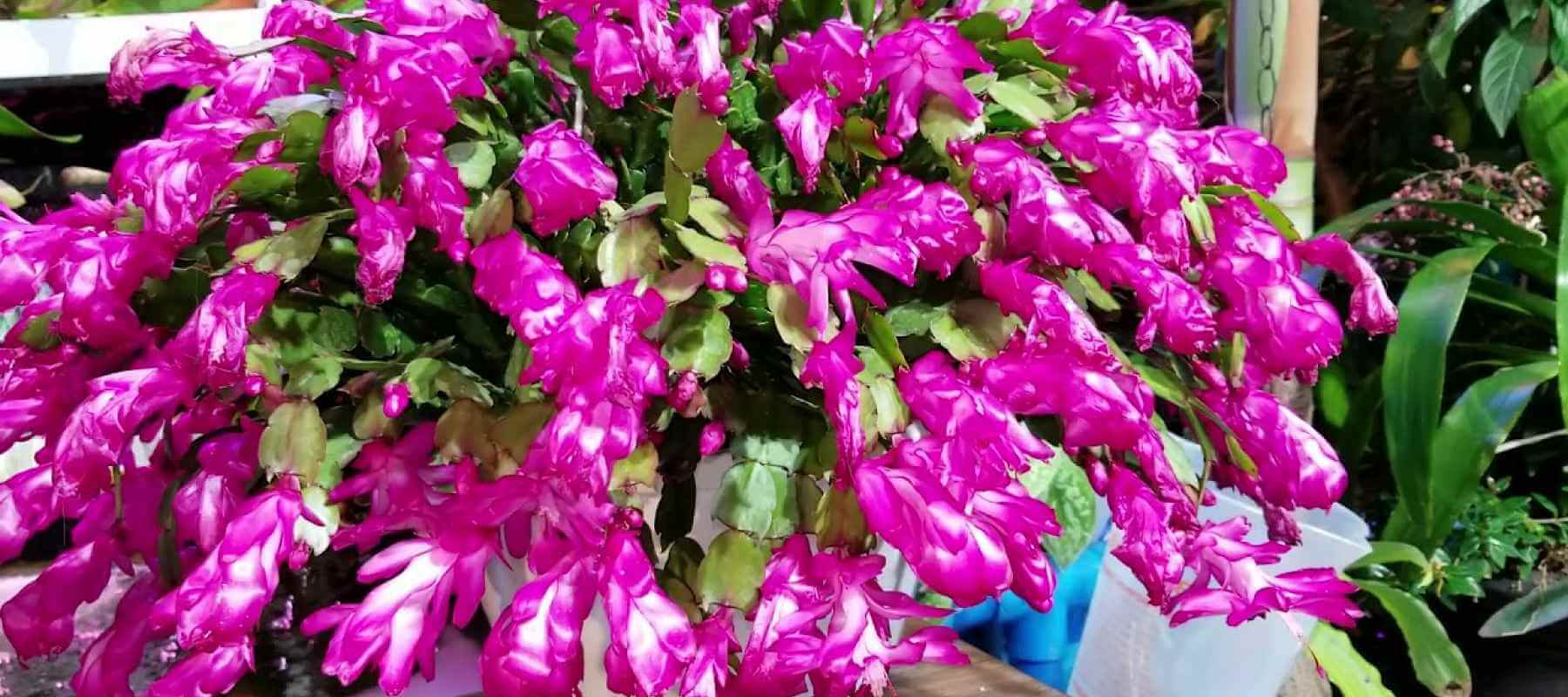 How to Care for a Christmas Cactus