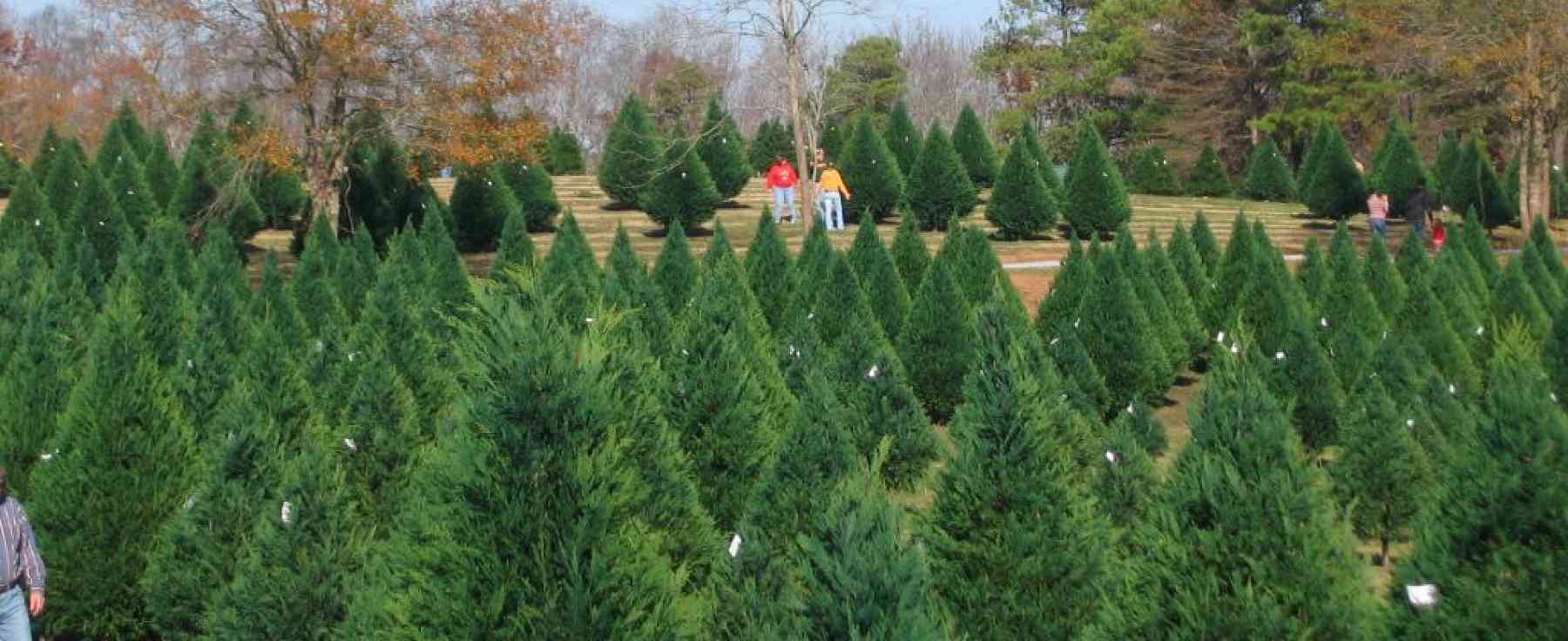 Christmas Tree Shortage this Holiday Season