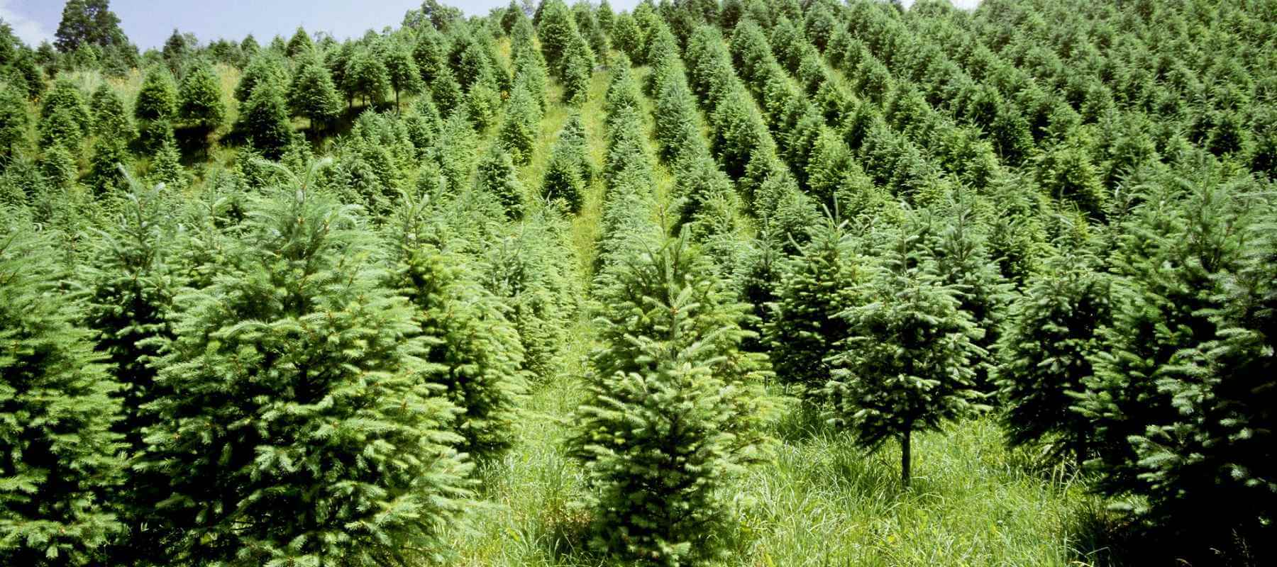 How Long Do Christmas Trees take to Grow?