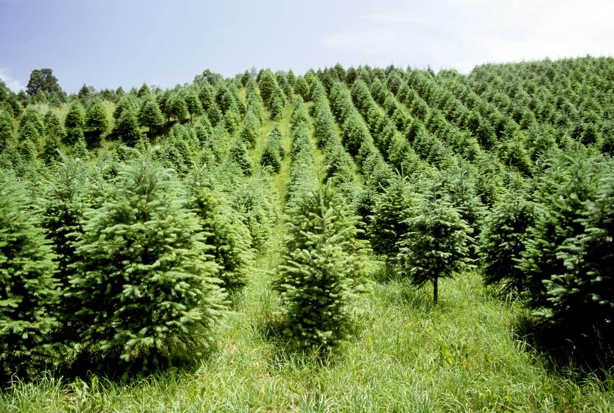 How Long Do Christmas Trees take to Grow?