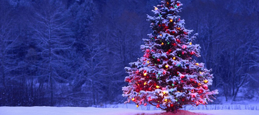 The History of Christmas Trees