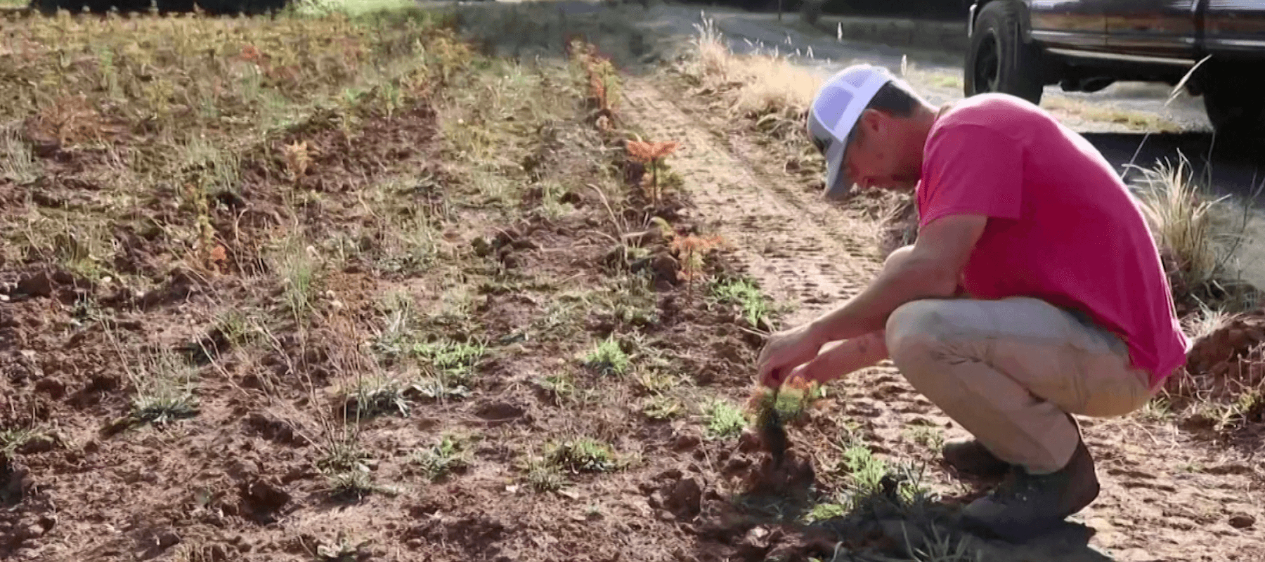 Drought Conditions Affecting Growth of Christmas Trees in Tenenbaum Region