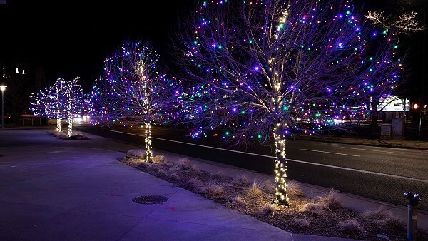 Channel 7 Trees